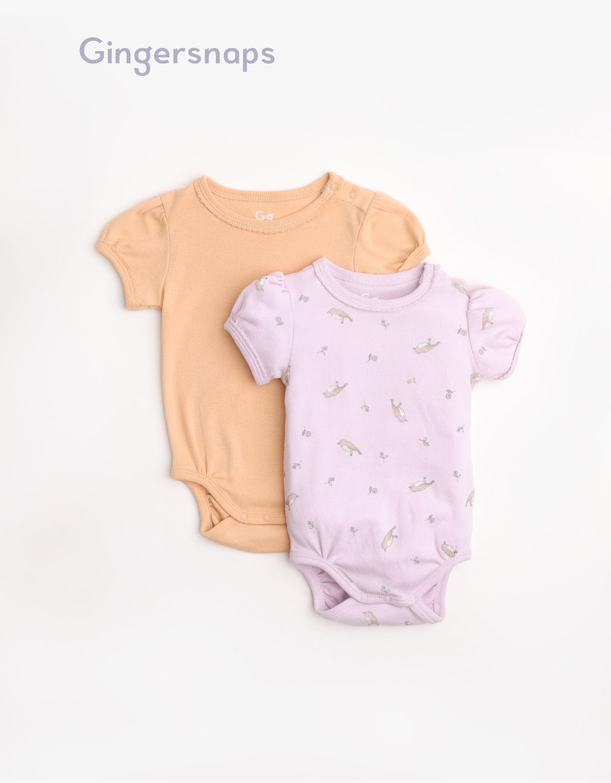 جينجرسنابس سالوبيت مواليد منقوش متعدد الألوان